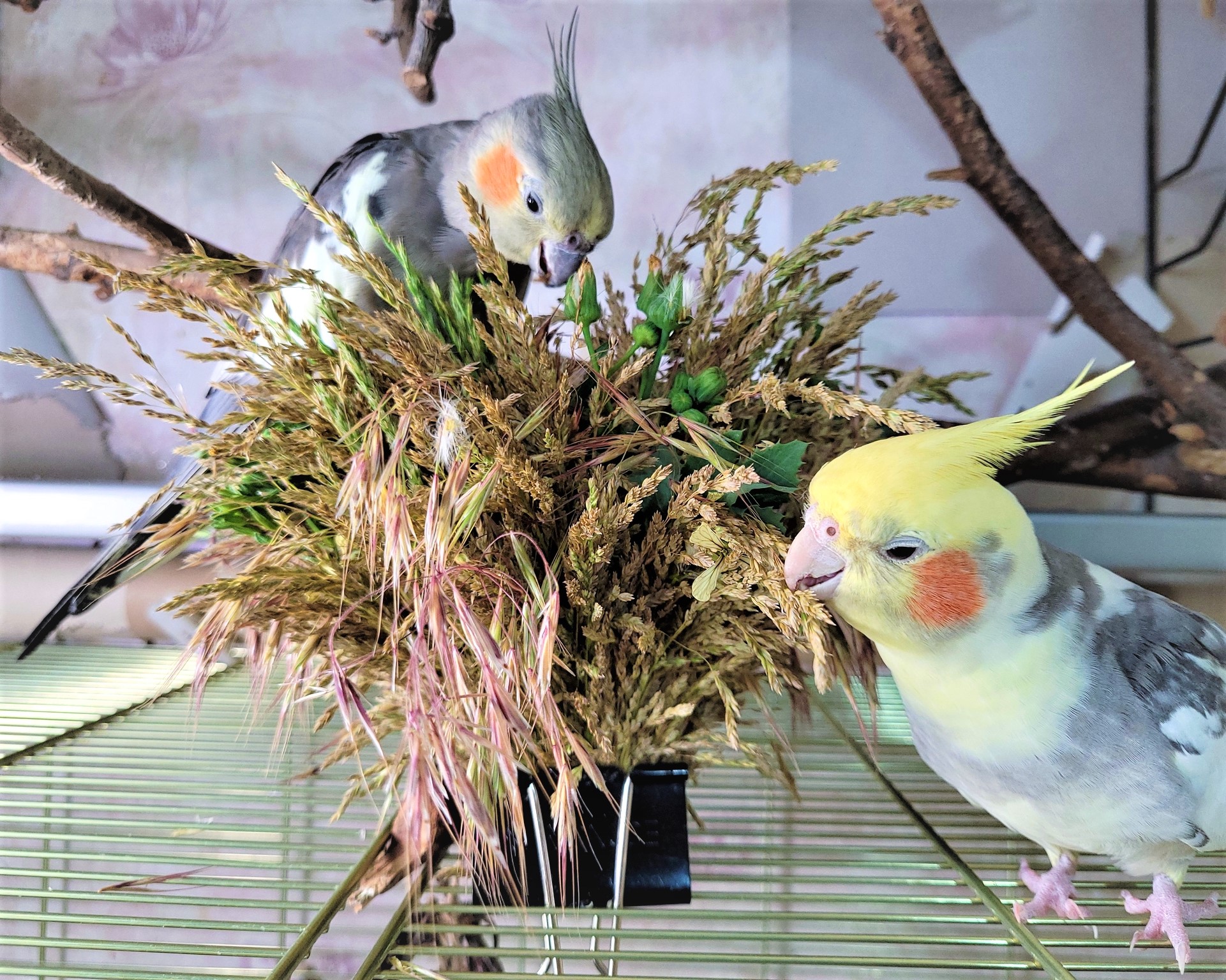 семена каннабиса и корм для попугаев