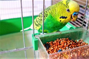 семена конопли и рацион для птиц